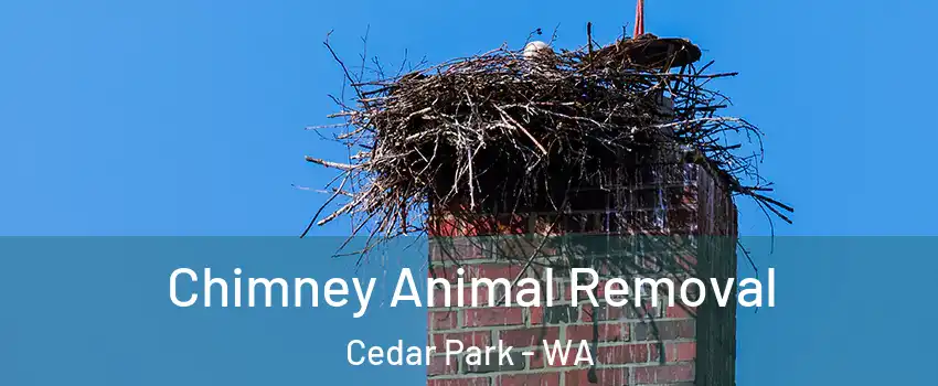 Chimney Animal Removal Cedar Park - WA