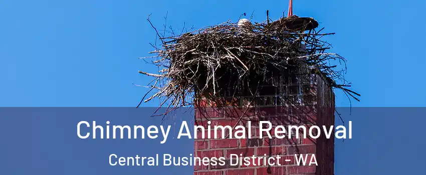 Chimney Animal Removal Central Business District - WA