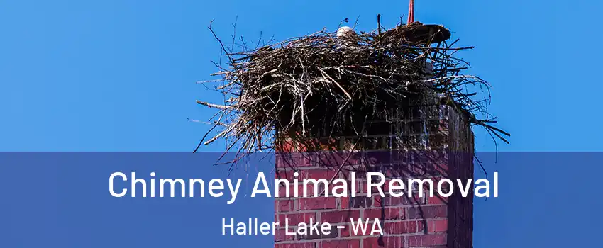 Chimney Animal Removal Haller Lake - WA