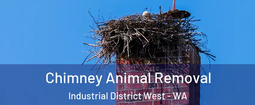 Chimney Animal Removal Industrial District West - WA